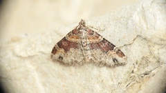 Xanthorhoe ferrugata