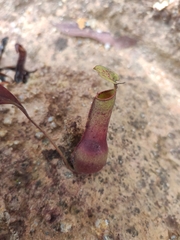 Nepenthes