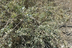 Atriplex portulacoides