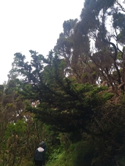 Juniperus brevifolia