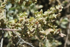 Atriplex portulacoides