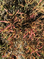 Salicornia pacifica