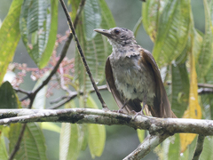 Turdus leucomelas