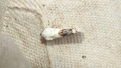 Ponometia erastrioides