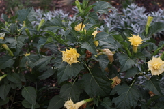 Datura metel
