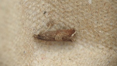 Dichrorampha acuminatana