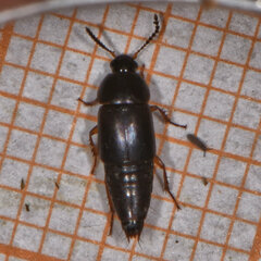 Tachinus