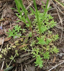 Nuttallanthus canadensis