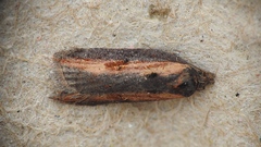 Acleris arcticana