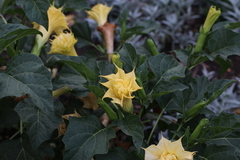 Datura metel