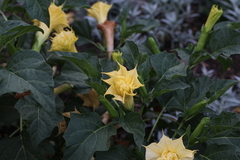 Datura metel