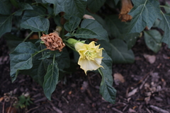 Datura metel