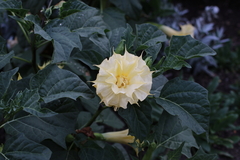 Datura metel