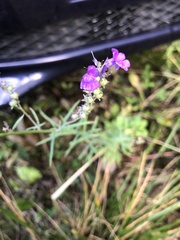 Linaria purpurea