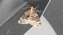 Ecliptopera silaceata