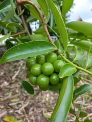 Artabotrys hexapetalus