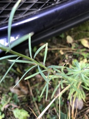 Linaria purpurea
