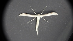 Hellinsia homodactylus