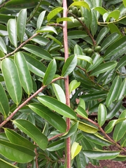 Artabotrys hexapetalus