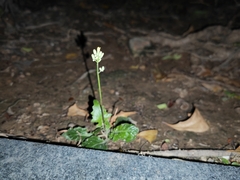 Youngia japonica