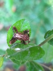 Neoscona
