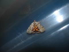 Catocala grynea