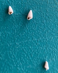 Marshallora nigrocincta