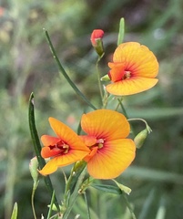 Bossiaea linophylla
