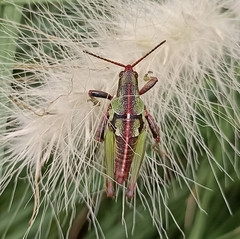 Sphenarium purpurascens