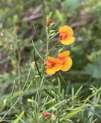 Bossiaea linophylla