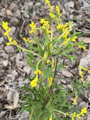 Synaphea