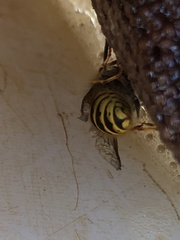 Vespula germanica