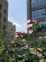 Rosa