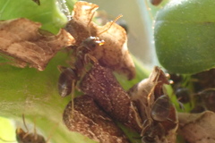 Formicinae
