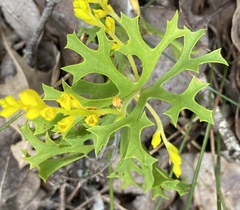 Synaphea