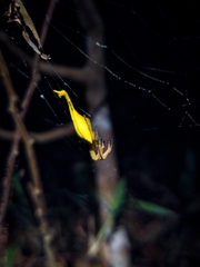 Arachnura