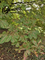 Aesculus turbinata