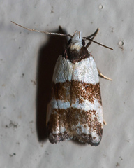 Eulechria triferella