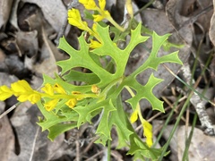 Synaphea