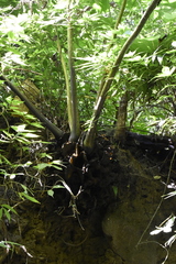 Angiopteris lygodiifolia
