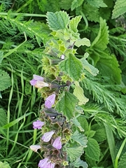 Ballota nigra