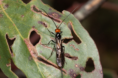 Callibracon capitator