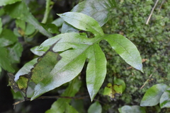 Leptochilus ellipticus