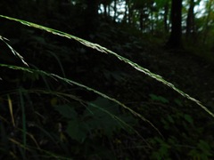 Muhlenbergia tenuiflora