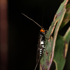 Callibracon capitator