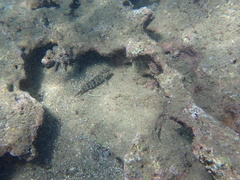 Gobioclinus dendriticus