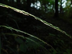 Muhlenbergia tenuiflora
