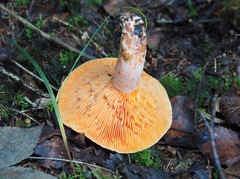 Lactarius