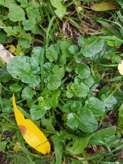 Barbarea vulgaris