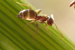 Formicinae
